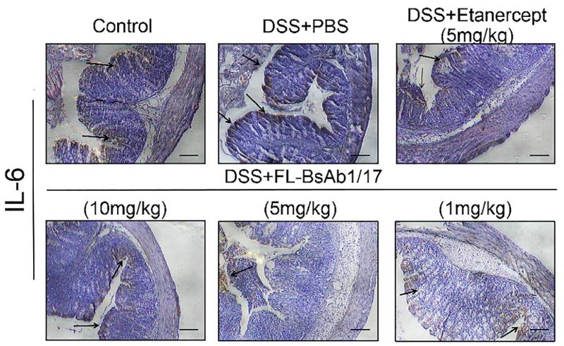 IL6 Antibody - Fig.