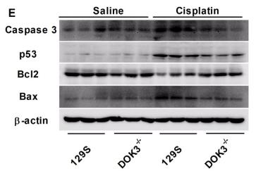 Bcl-2 Antibody - Fig.