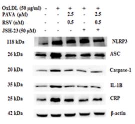 Caspase 1 Antibody - Fig.