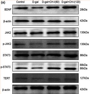 STAT3 Antibody - FIGURE 4
Effects of CH‐I on related protein expressions of PC12 cells induced by D‐gal.