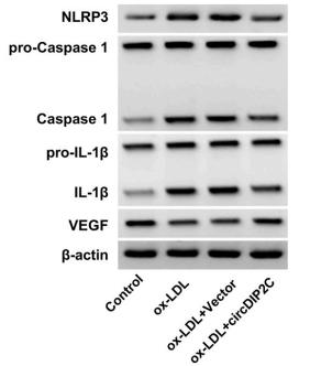 IL1 beta Antibody - Fig.