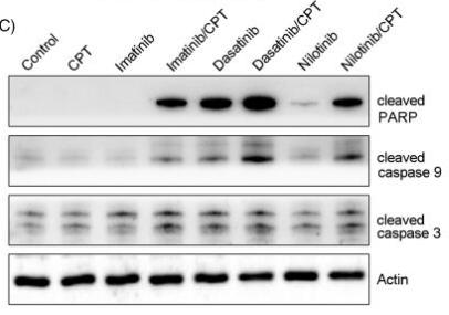 Cleaved-Caspase 9 (Asp353) Antibody - Figure 2.