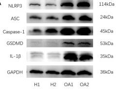 GSDMD Antibody - Fig.