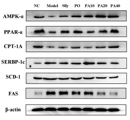 AMPK alpha Antibody - Fig.