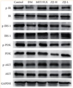 Phospho-AKT1/2/3 (Ser473) Antibody - Figure 3
ZJJ activated the hippocampal insulin signaling pathway in diabetic rats.
