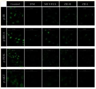 Phospho-AKT1/2/3 (Ser473) Antibody - Figure 4
ZJJ activated the neuronal insulin signaling pathway in diabetic rats.