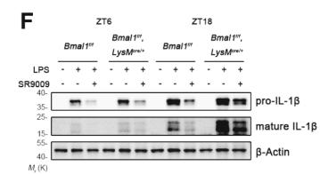 IL18 Antibody - Fig.