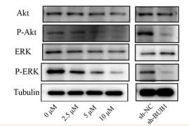 ERK1/2 Antibody - FIGURE 6
The effect of BUB1 inhibition on tumour growth of OS in vivo and the related mechanism.
