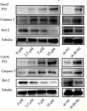 Bcl-2 Antibody - FIGURE 5
Effect of BUB1 inhibition on the cell apoptosis and apoptosis‐related proteins.