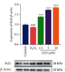 Bcl-2 Antibody - Figure 7
Effect of LEO on the mRNA expression and protein expression of Bax, Bcl2, and caspase3 in HUVECs: (a) effect of LEO on the mRNA expression of Bax, Bcl2, and caspase3 in HUVECs; (b) effect of LEO on the protein expression of Bax, Bcl2, and caspase3 in HUVECs.