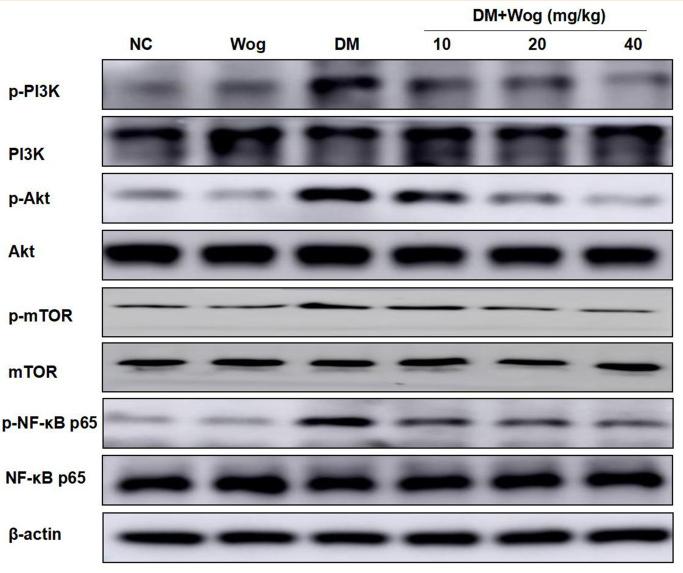 PI3K p85 alpha Antibody - Figure 4
Wogonin inhibits PI3K/Akt/ NF-κB Signaling pathway in diabetic mice.