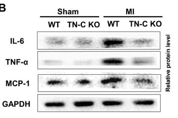 IL6 Antibody - Fig.