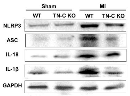 IL1 beta Antibody - Fig.