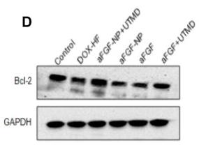 Bcl-2 Antibody - FIGURE 5
The aFGF–NP + CPMBs combined with UTMD inhibited cardiomyocyte apoptosis in DOX–HF rats.