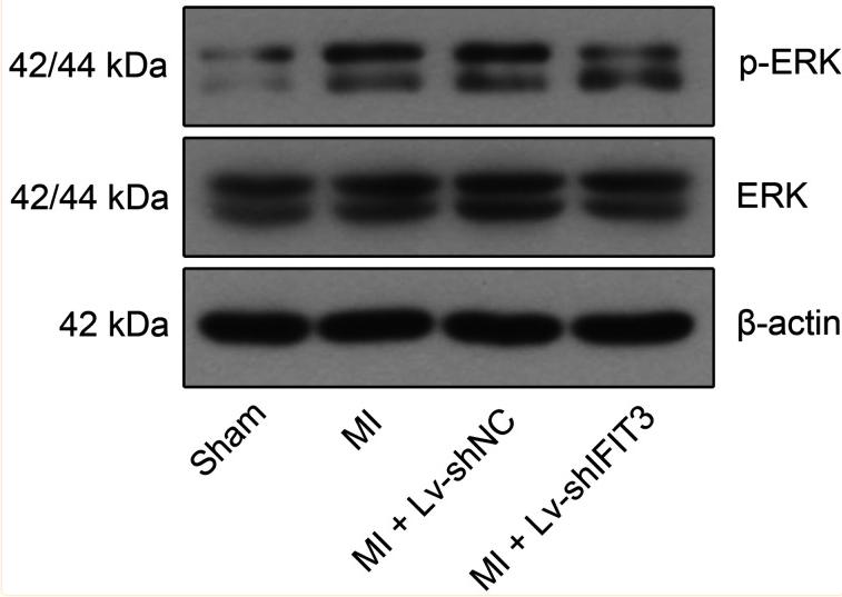 ERK1/2 Antibody - Fig.