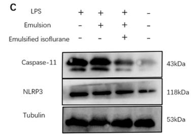NLRP3 Antibody - Fig.