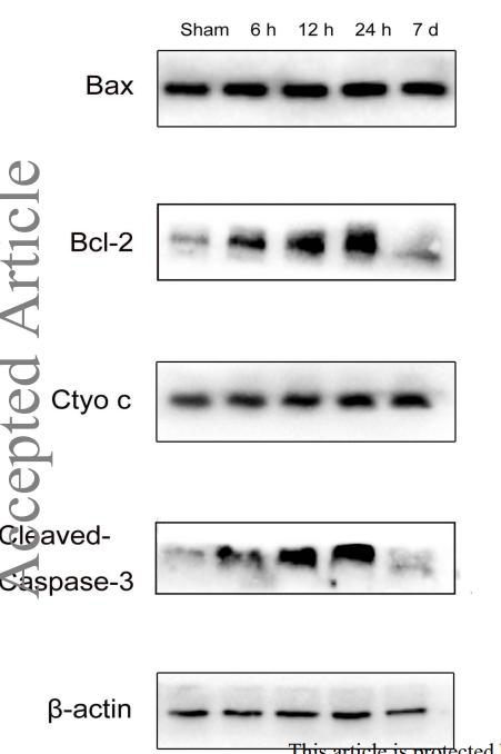 Bcl-2 Antibody - Figure 5 Expression of apoptosis-related proteins in the temporal cortex of sham and BE rats.