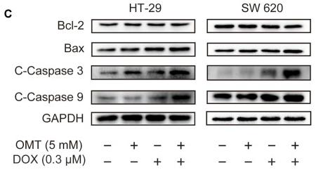 Cleaved-Caspase 9 (Asp353) Antibody - FIGURE 3
OMT combined with DOX induced apoptosis of CRC cells.