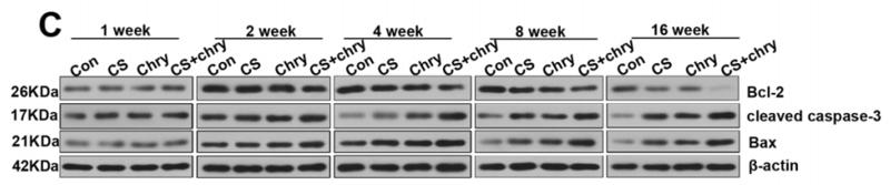 Bcl-2 Antibody - Figure 5.