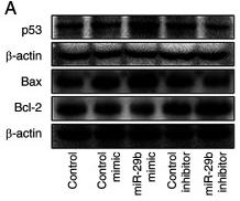 Bcl-2 Antibody - Figure 5
Effect of miR-29b on the p53-mediated apoptotic pathway in H22 cells.
