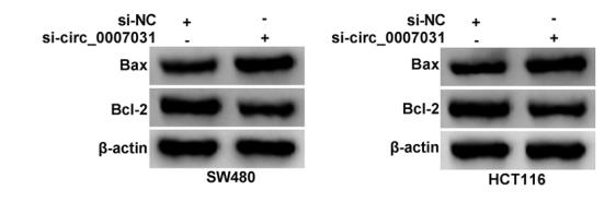 Bcl-2 Antibody - Fig.