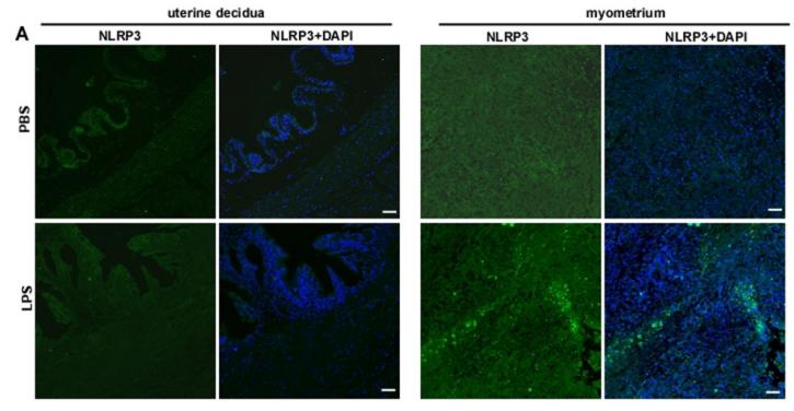 NLRP3 Antibody - Figure 6.
