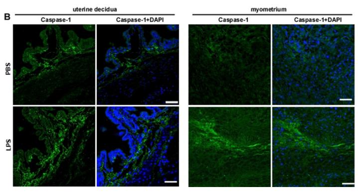 Caspase 1 Antibody - Figure 6.