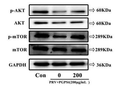 Phospho-AKT1/2/3 (Ser473) Antibody - Fig.