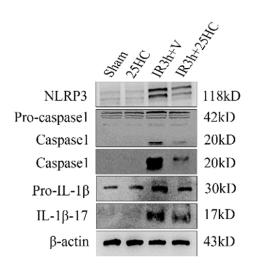 Cleaved-IL-1 beta (Asp116) Antibody - Fig.