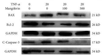 Bcl-2 Antibody - Figure 3
Mangiferin alleviated TNF-α-induced mitochondrial dysfunction, oxidative stress, and apoptosis in HNPCs.