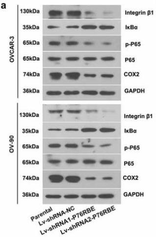 NF-kB p65 Antibody - Figure 5.