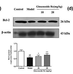 Bcl-2 Antibody - FIGURE 10 Effects of ginsenoside Rc on the expression of silent information regulator 1 (SIRT1), B-cell lymphoma-2 (Bcl-2),
Bcl-2-associated X (Bax), and procaspase-3 in acute cold-exposed rats.