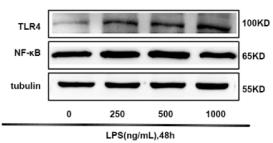 NF-kB p65 Antibody - Fig.