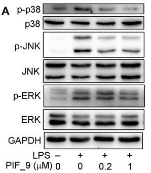 ERK1/2 Antibody - Figure 5
(A,B) Compound PIF_9 inhibited the activation of MAPK signaling pathway.