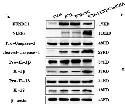 IL1 beta Antibody - Fig.