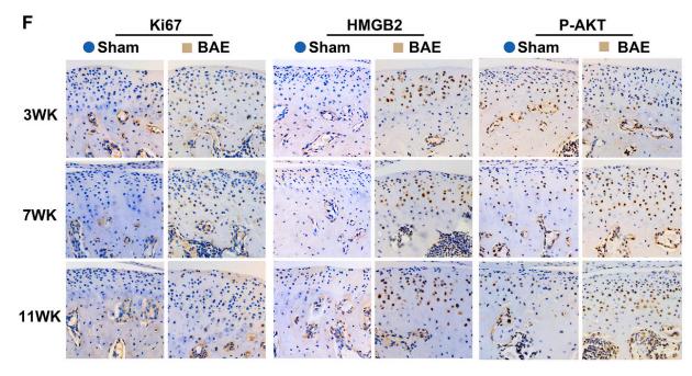 Phospho-AKT1/2/3 (Ser473) Antibody - Fig.