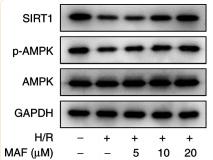 AMPK alpha Antibody - Figure 4
Western blot analysis and quantification of SIRT1 expression and AMPK activation in alveolar epithelial cells and H/R cells after treatment with different concentrations of MAF.