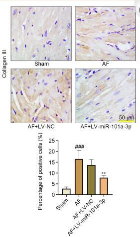 Collagen III Antibody - Figure 4.