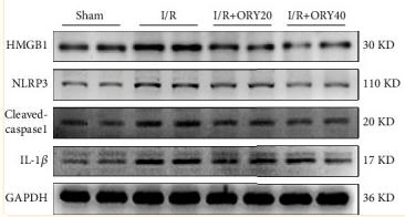 Cleaved-Caspase 1 (Asp296), p20 Antibody - Figure 5
ORY attenuated HMGB1/NLRP3 inflammasome during HIRI.
