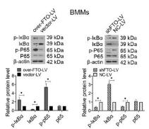 NF-kB p65 Antibody - Fig.