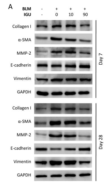 Collagen I Antibody - Fig.
