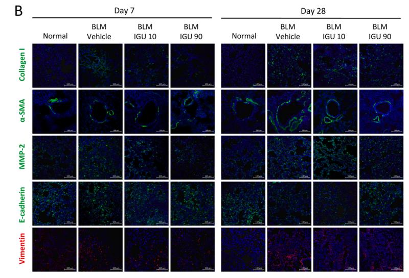 Collagen I Antibody - Fig.