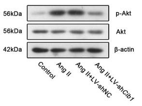 Phospho-AKT1/2/3 (Ser473) Antibody - Fig.