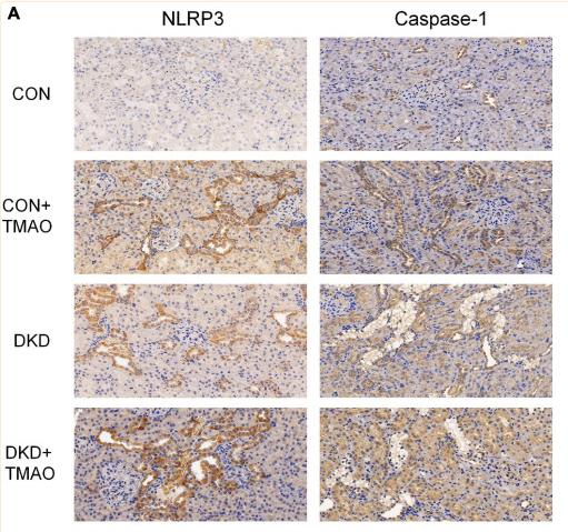 NLRP3 Antibody - FIGURE 6
Immunohistochemistry, Western blot and ELISA results of NLRP3 inflammasome in rats.