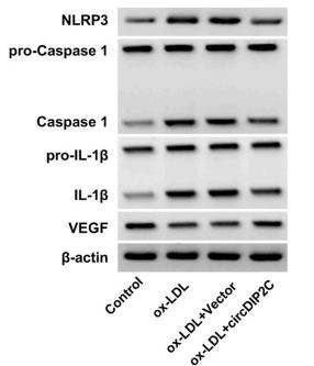 NLRP3 Antibody - Fig.