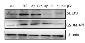NLRP3 Antibody - Fig.