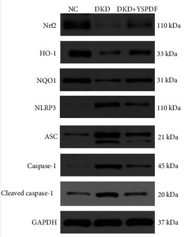 Cleaved-Caspase 1 (Asp296), p20 Antibody - Figure 6
YSPDF treatment regulated the expressions of TGF-β1, p-Smad2, Smad2, p-Smad3, Smad3, α-SMA, E-cadherin, Nrf2, HO-1, NQO1, NLRP3, ASC, caspase-1, and cleaved caspase-1 in the kidneys of db/db mice.