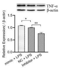 TNF alpha Antibody - Figure 5
Bovine miR-125b regulates the expression of NF-κB, TNF-α and IL-6 in LPS-induced MAC-T cells.
