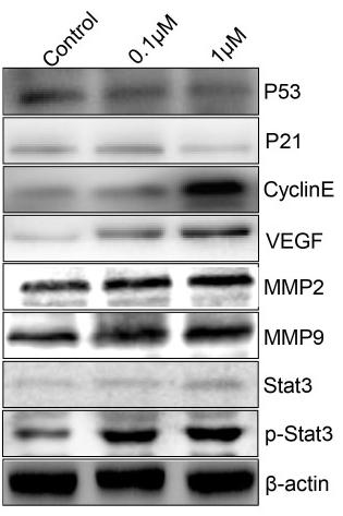 VEGFA Antibody - Figure 4
ATZ accelerated the proliferation and metastasis of Skov3 cells by activating the Stat3 signaling pathway.