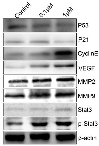 MMP2 Antibody - Figure 4
ATZ accelerated the proliferation and metastasis of Skov3 cells by activating the Stat3 signaling pathway.